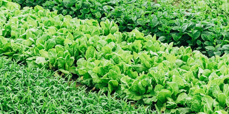Irrigation